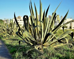 Agáve americká (Agave americana) – NANCY AYUMI KUNIHIRO / Shutterstock