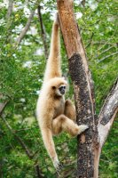 Langur čínský (Rhinopithecus roxellana) – stockdevil_666 / Depositphotos
