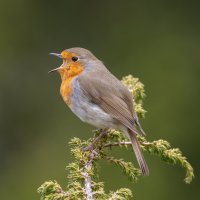 Červenka obecná (Erithacus rubecula) – Kalina-11 / Shutterstock
