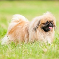 Pekingský palácový psík – Rita_Kochmarjova / Shutterstock