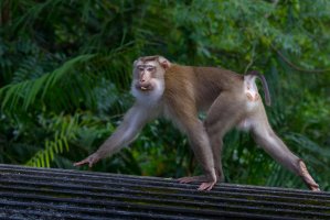 Makak vepří (Macaca nemestrina), Thajsko – kajornyot wildlife photography / Shutterstock