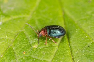 Dřepčík vrbový (Crepidodera aurata) – Ihor Hvozdetskyi / Shutterstock