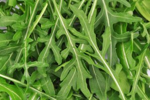 Roketa setá (Eruca sativa) – Alex459 / Shutterstock