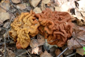 Ucháč obrovský (Gyromitra gigas) – Tomasz Klejdysz / Shutterstock