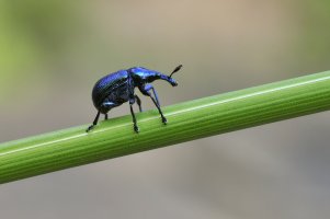 Zobonoska révová (Byctiscus betulae) – Marek R. Swadzba / Shutterstock