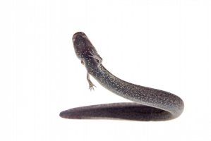 Syrén úhořovitý (Siren lacertina) – Rosa Jay / Shutterstock