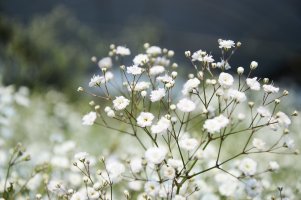 Kvetoucí šater latnatý (Gypsophila paniculata) – liu yu shan / Shutterstock