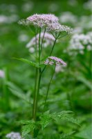 Krabilice chlupatá (Chaerophyllum hirsutum) – Ihor Hvozdetskyi / Shutterstock