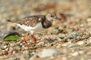 Kamenáček pestrý (Arenaria interpres) – Kamil Srubar / Shutterstock