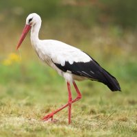 Čáp bílý (Ciconia ciconia) – Marcin Perkowski / Shutterstock