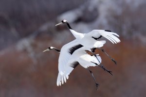 Jeřáb mandžuský (Grus japonensis) – Ondrej Prosicky / Shutterstock