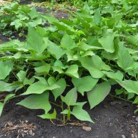 Povijnice batátová (Ipomoea batatas) – Radovan1 / Shutterstock
