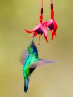 Kolibřík zelený (<em>Colibri thalassinus</em>) – Zdeněk Macháček / Unsplash