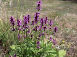 Bukvice lékařská (Betonica officinalis) – avoferten / Shutterstock