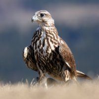 Raroh velký (Falco cherrug) – Karel Bartik / Shutterstock