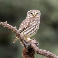 Sýček obecný (Athene noctua) – fernando sanchez / Shutterstock