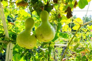 Plody lagenárie obecné (Lagenaria siceraria) – Ali Yalcin_Seamann / Shutterstock