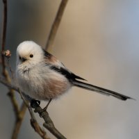 Mlynařík dlouhoocasý (Aegithalos caudatus) – Victor Tyakht / Shutterstock