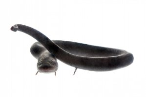 Úhořík tříprstý (Amphiuma means) – Rosa Jay / Shutterstock