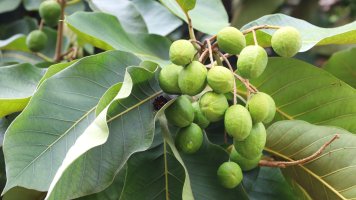 Terminalia chebula, detail stromu s listy a plody – kaninw / Shutterstock