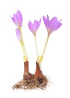 Ocún jesenní (Colchicum autumnale) – spline_x / Shutterstock