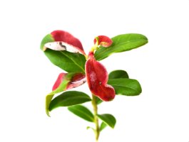 Exobasidium na listech brusinky – HHelene / Shutterstock