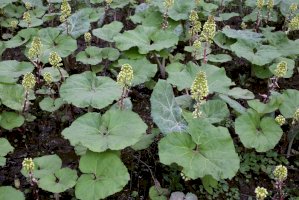 Devětsil lékařský (Petasites hybridus) – Vankich1 / Shutterstock