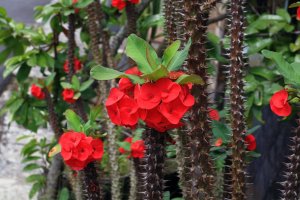 Kvetoucí pryšec nádherný (Euphorbia splendens) – FlutonSx / Shutterstock