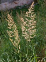 Příklad pyrofytní rostliny – třtina křovištní (Calamagrostis epigeios) – Brzostowska / Shutterstock