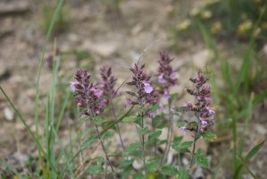 Ožanka kalamandra (Teucrium chamaedrys) – simona pavan / Shutterstock