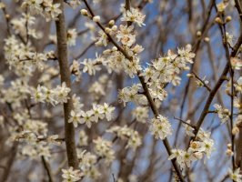 Trnka obecná (Prunus spinosa), květy – AngieC333 / Shutterstock