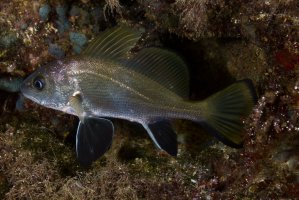 Smuha tmavá (Sciaena umbra) – serg_dibrova / Shutterstock