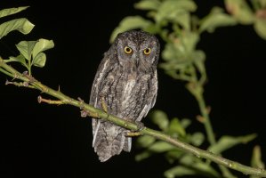 Výreček malý kyperský (Otus cyprius) – Agami Photo Agency / Shutterstock