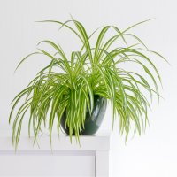 Zelenec chocholatý (Chlorophytum comosum) – dropStock / Shutterstock