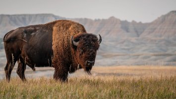 Bizon prérijní (Bison bison bison) z čeledi turovitých – Tim Malek / Shutterstock