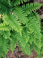 Osladič obecný (Polypodium vulgare) – meiningi / Shutterstock