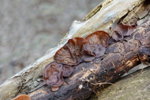 Jedlá houba ucho Jidášovo (Auricularia auricula-judae) – milart / Shutterstock
