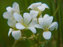 Kolenec rolní (Spergula arvensis) – Bertrand louis / Shutterstock