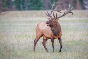 Jelen wapiti (Cervus elaphus canadensis) – VIKVAD / Shutterstock