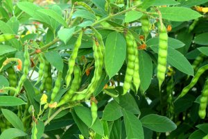 Kajan (Cajanus cajan) – govindji / Shutterstock