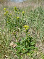 Barborka obecná (Barbarea vulgaris) – Lars Porta / Shutterstock