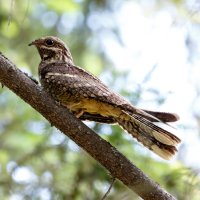Lelek lesní (Caprimulgus europaeus) – Vishnevskiy Vasily / Shutterstock