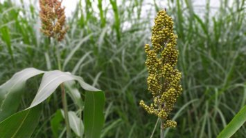Polní pěstování čiroku dvoubarevného (Sorghum bicolor) – Berta Alviyanto / Shutterstock