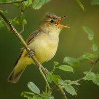 Sedmihlásek hajní (Hippolais icterina) – Martin Mecnarowski / Shutterstock