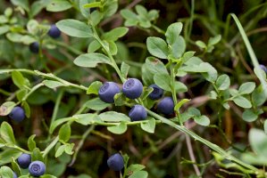 Brusnice borůvka (Vaccinium myrtillus) – Nata Naumovec / Shutterstock