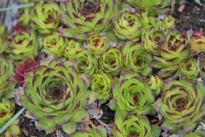 Netřesk střešní (Sempervivum tectorum) – shuttertim82 / Shutterstock