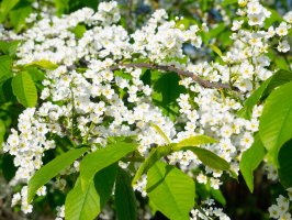 Kvetoucí střemcha obecná (Prunus padus; syn. Padus racemosa) – Olexandr Panchenko / Shutterstock