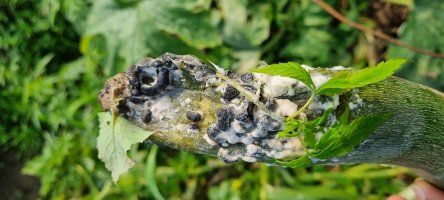 Cuketa napadená houbou hlízenkou hlíznatou (Sclerotinia sclerotiorum) – Rupinder singh 0071 / Shutterstock