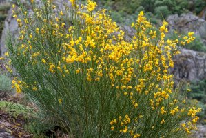Janovec metlatý (Cytisus scoparius) – LFRabanedo / Shutterstock