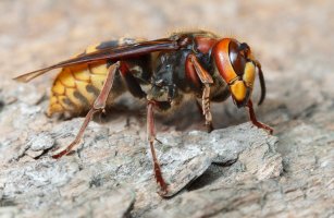 Sršeň obecná (Vespa crabro) – Anest / Shutterstock
